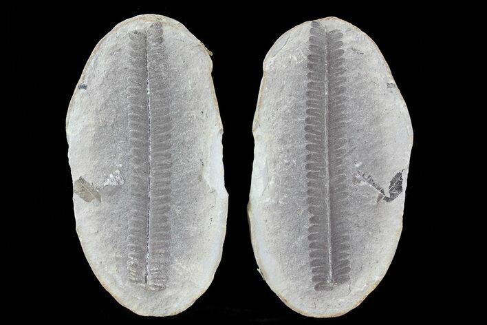 Pecopteris Fern Fossil (Pos/Neg) - Mazon Creek #68908